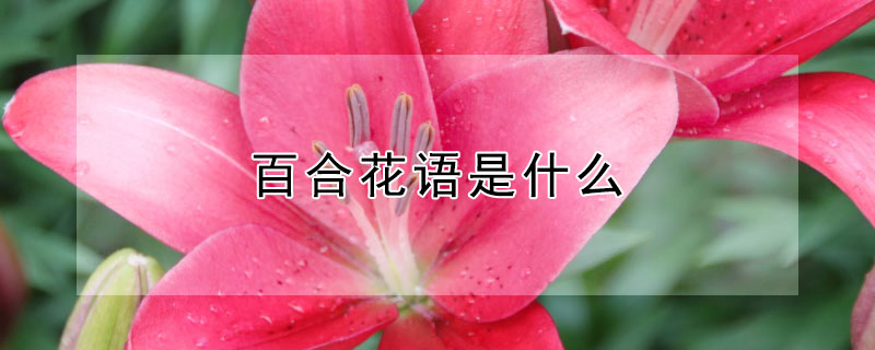 百合花语是什么 黄百合花语是什么