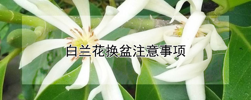 白兰花换盆注意事项（白兰花换盆注意事项 上肥）