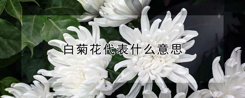 白菊花代表什么意思 送小白菊花代表什么意思