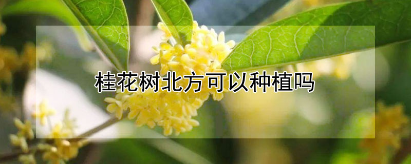 桂花树北方可以种植吗 桂花树北方能种植吗?