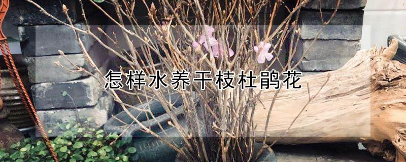 怎样水养干枝杜鹃花（杜鹃干花怎么养）