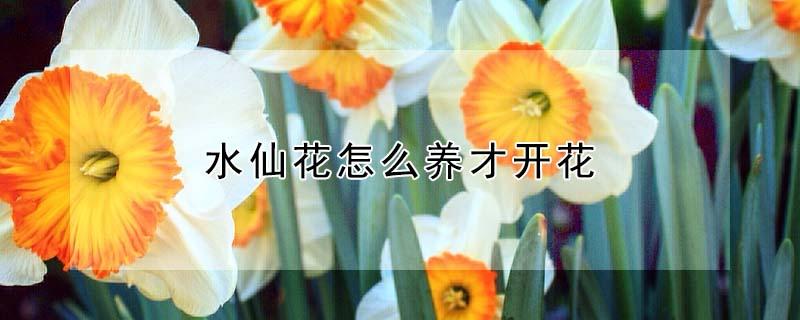 水仙花怎么养才开花 水仙花开完花怎么养