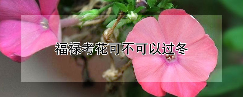 福禄考花可不可以过冬 福禄考花是多年生吗?