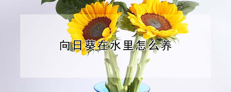 向日葵在水里怎么养（向日葵花怎么养水里）