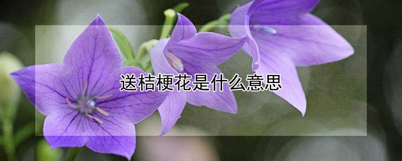 送桔梗花是什么意思（鲜花桔梗有什么寓意）