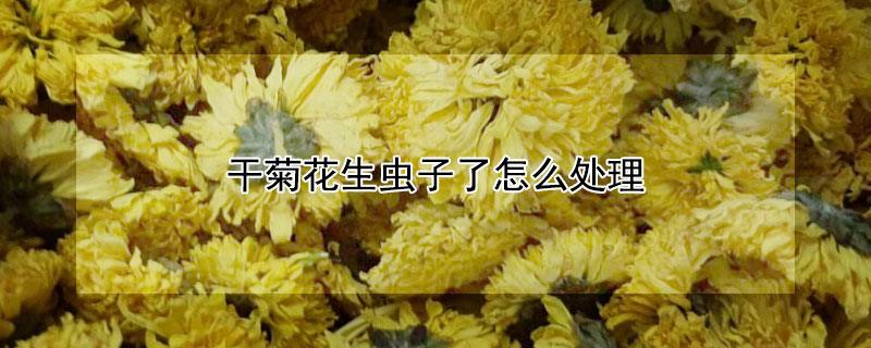 干菊花生虫子了怎么处理（菊花干生虫子怎么办）