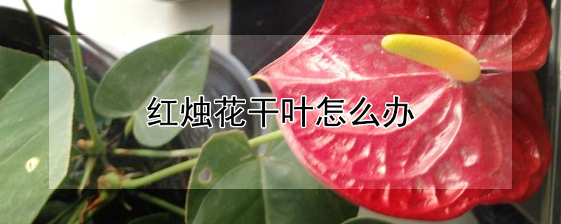 红烛花干叶怎么办（红烛叶子黄了怎么办）