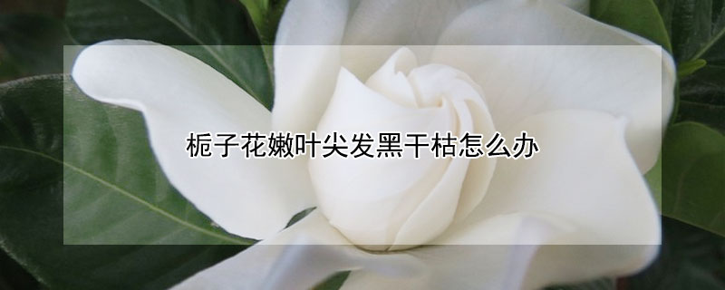 栀子花嫩叶尖发黑干枯怎么办（栀子花新叶叶尖发黑干枯）