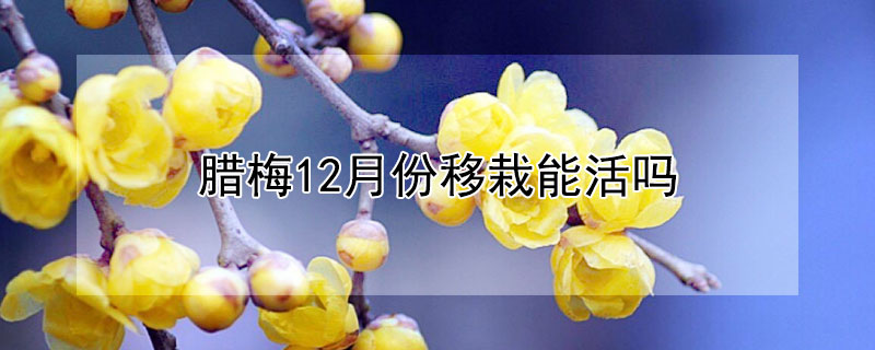 腊梅12月份移栽能活吗（腊梅四月份移栽能活吗）