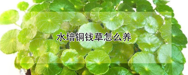 水培铜钱草怎么养 水培铜钱草怎么养?