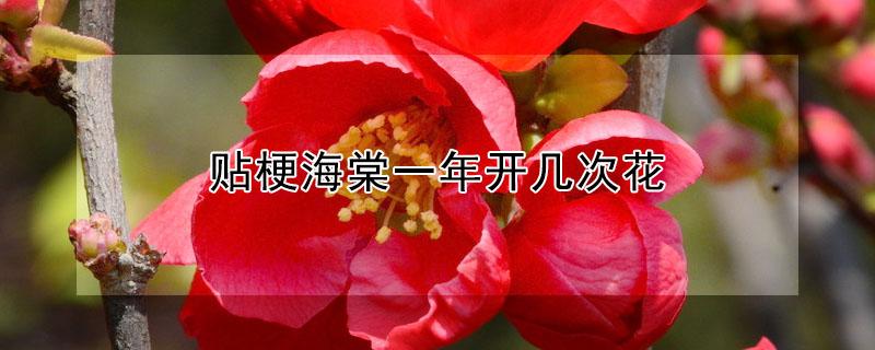 贴梗海棠一年开几次花（贴梗海棠开什么花）