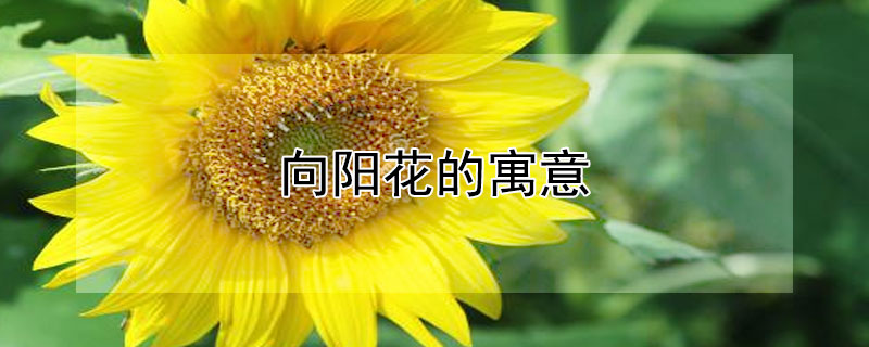 向阳花的寓意（向阳花的寓意和花语）