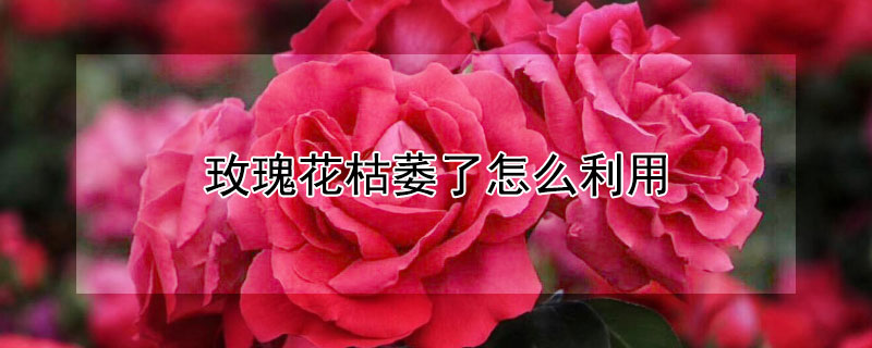 玫瑰花枯萎了怎么利用（玫瑰花枯萎了该怎么办）