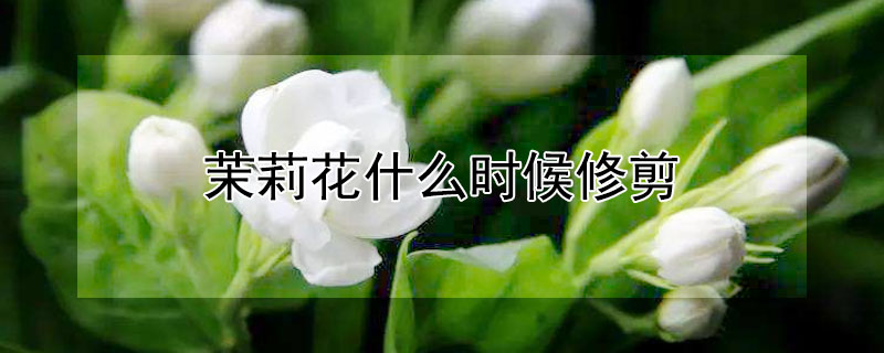 茉莉花什么时候修剪