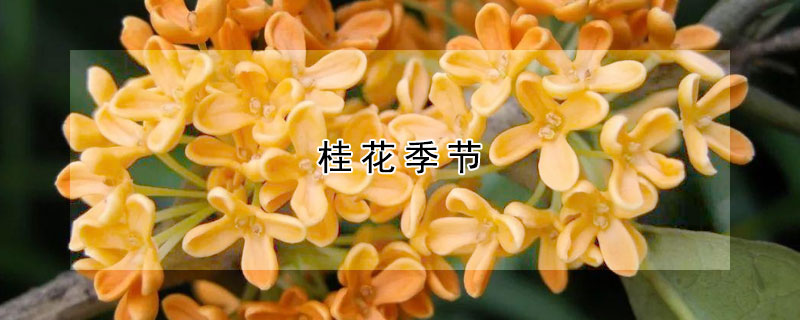 桂花季节 冷露无声湿桂花季节