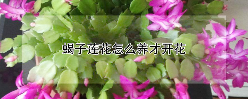 蝎子莲花怎么养才开花（蝎子莲花怎么养才能开花）