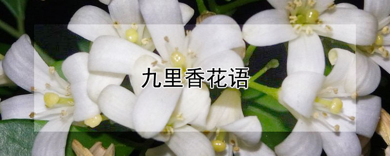 九里香花语 水培九里香花语