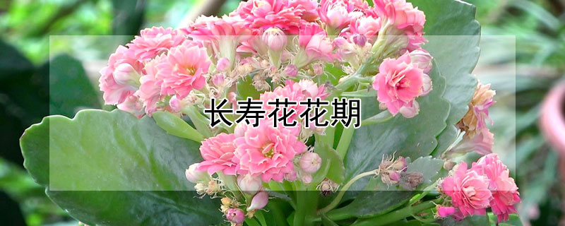 长寿花花期 长寿花花期多长一年开几次花