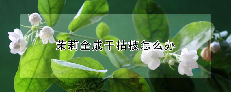 茉莉全成干枯枝怎么办 茉莉枝干枯怎么回事