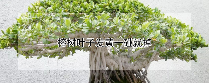 榕树叶子发黄一碰就掉（榕树叶子发黄掉叶子）