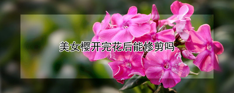 美女樱开完花后能修剪吗（美女樱剪了还能长出来吗）