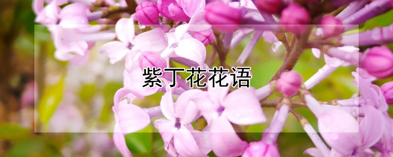 紫丁花花语（紫丁花的花语是什么）