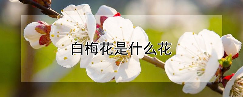 白梅花是什么花 白梅是什么花?