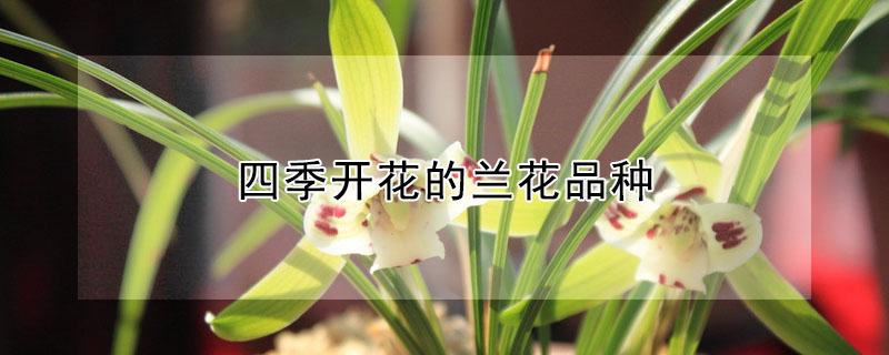 四季开花的兰花品种（四季都开花的兰花品种）