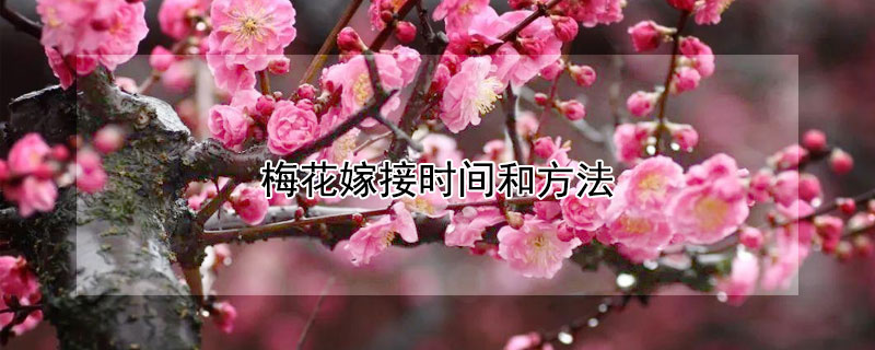 梅花嫁接时间和方法 梅花嫁接注意事项