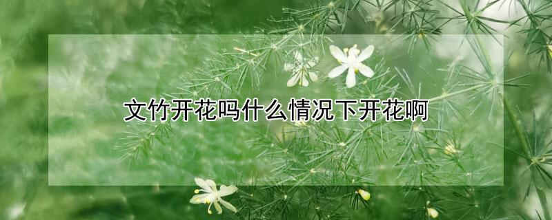 文竹开花吗什么情况下开花啊（文竹在什么情况下开花）