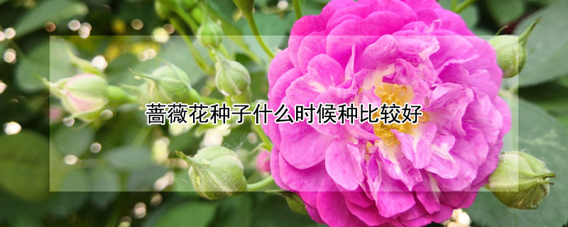 蔷薇花种子什么时候种比较好 蔷薇种子什么时候种植最好