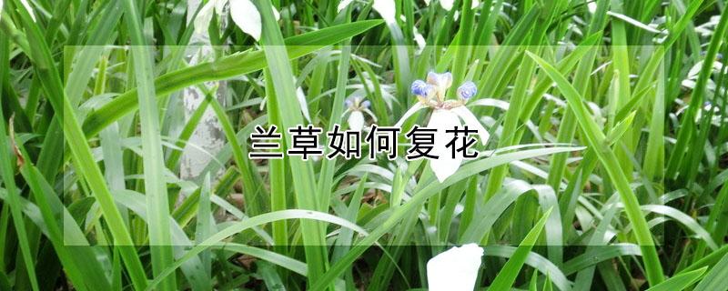 兰草如何复花 草兰开花过后怎么养护