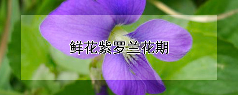 鲜花紫罗兰花期 紫罗兰花的花期