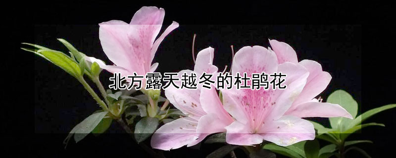 北方露天越冬的杜鹃花（北方露天越冬的杜鹃花会落叶吗）