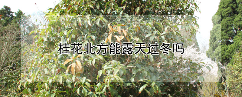 桂花北方能露天过冬吗 桂花可以在室外过冬吗