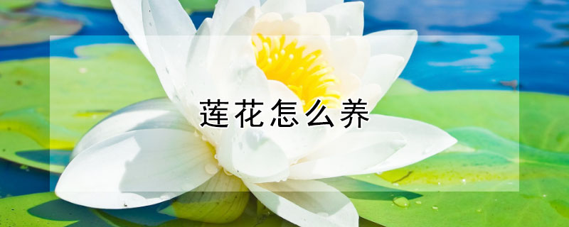 莲花怎么养 家养莲花怎么养