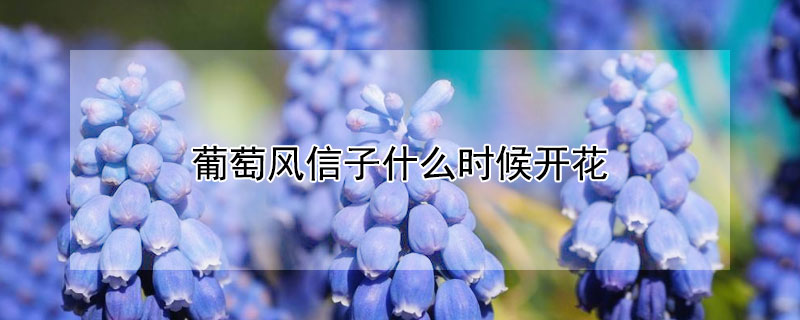 葡萄风信子什么时候开花 葡萄风信子每年都会开花吗