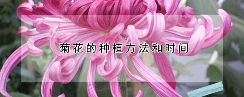 菊花的种植方法和时间 菊花怎么种植方法如下