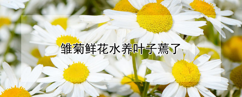 雏菊鲜花水养叶子蔫了（水养雏菊蔫了怎么办）