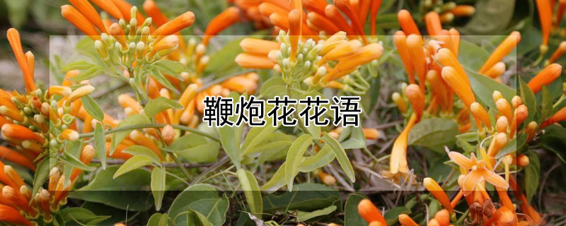 鞭炮花花语（炮竹红花语）