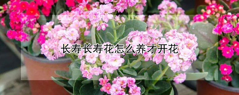 长寿长寿花怎么养才开花（长寿花多长时间开花怎么养）