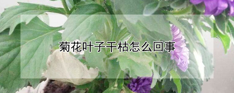 菊花叶子干枯怎么回事 菊花叶边枯萎咋回事