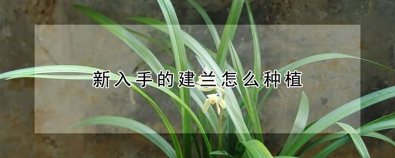 新入手的建兰怎么种植（怎样种植建兰）