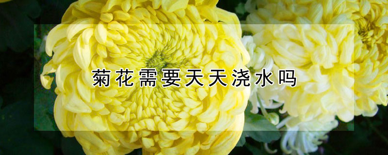 菊花需要天天浇水吗（菊花要多浇水还是少浇水）