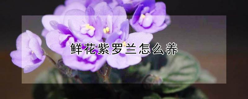 鲜花紫罗兰怎么养（花卉紫罗兰怎么养）