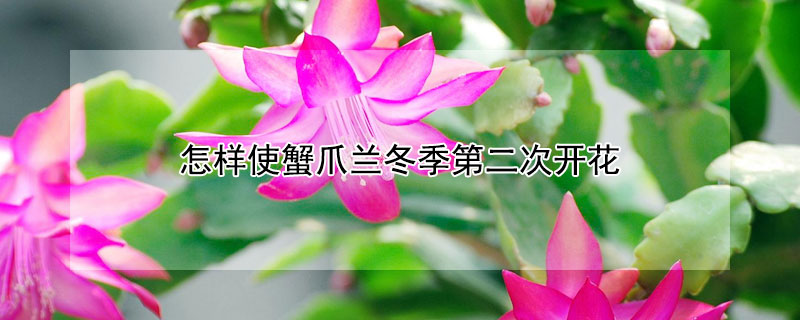 怎样使蟹爪兰冬季第二次开花（蟹爪兰二次开花必须在新叶上）