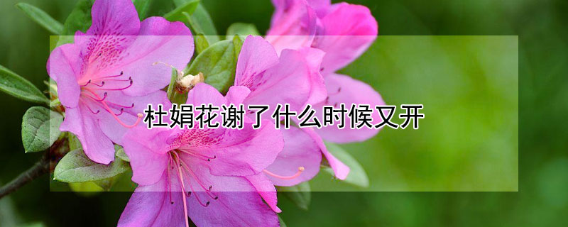 杜娟花谢了什么时候又开（杜鹃花开在几月）