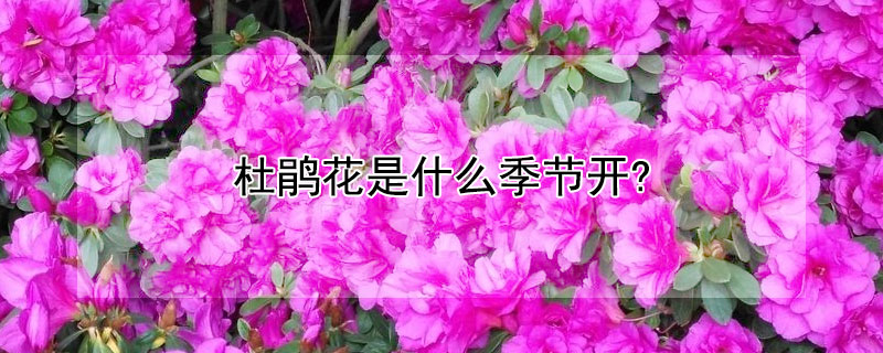 杜鹃花是什么季节开?（杜鹃花是什么季节开放的花）