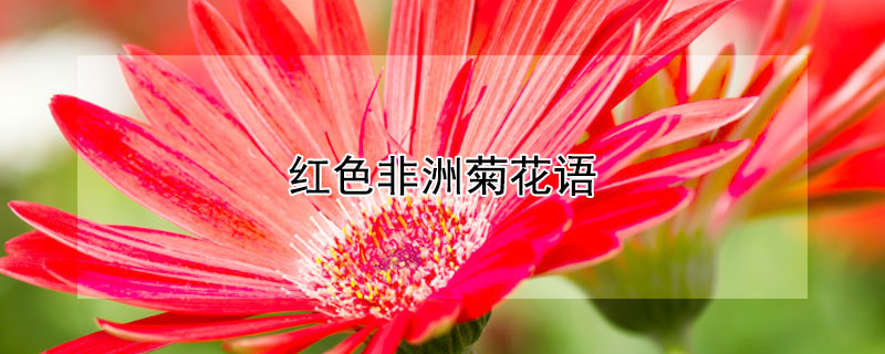 红色非洲菊花语（粉红色非洲菊花语）