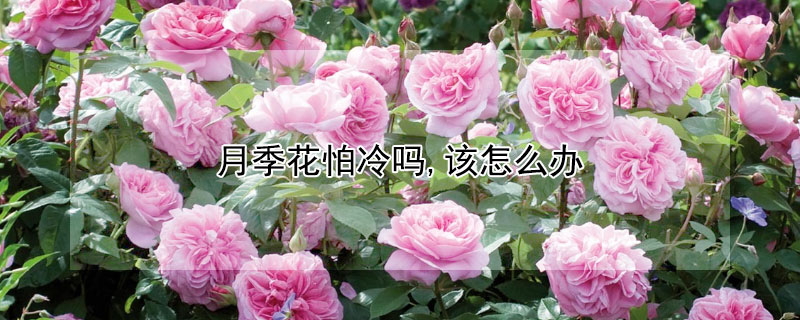 月季花怕冷吗,该怎么办（月季花怕冷不）